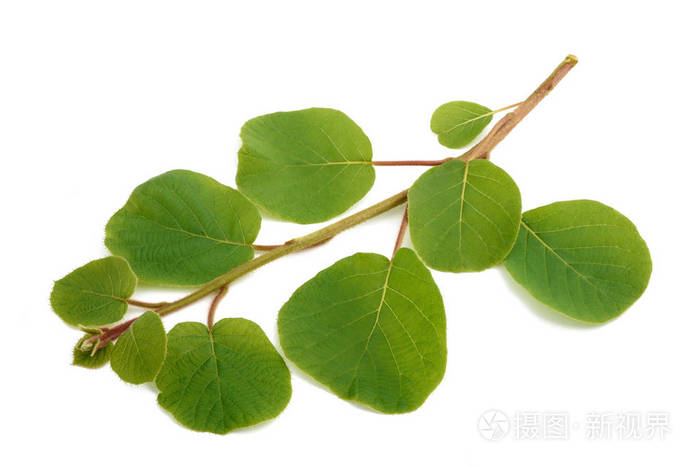 孤立的猕猴桃科