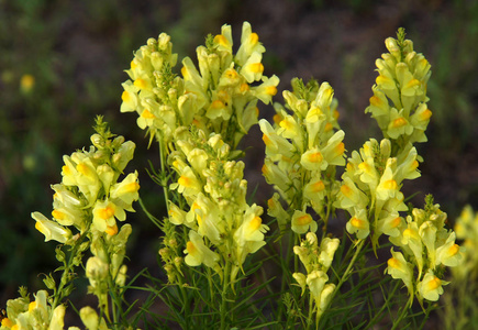 草甸中常见 toadflax 柳穿鱼 的花朵