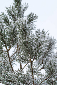 杉木树针上的积雪关闭了