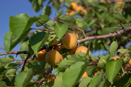 夏天成熟的杏挂在树枝上