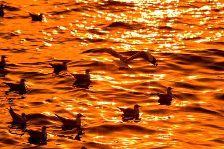 夕阳在海上与海鸥