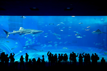 人们看着鱼在水族馆