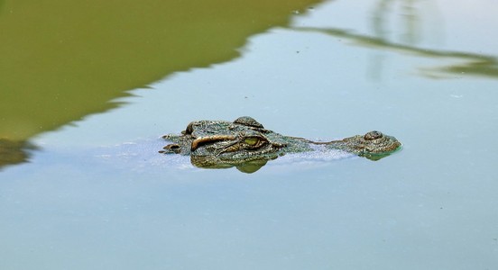 鳄鱼在鳄鱼农场休息