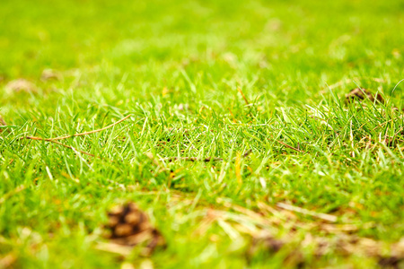 美丽的草地图片