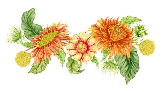 与水彩的非洲菊花的花圈。手绘插图