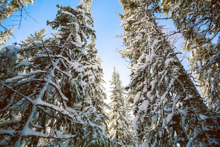 晴朗天气下的雪针叶林