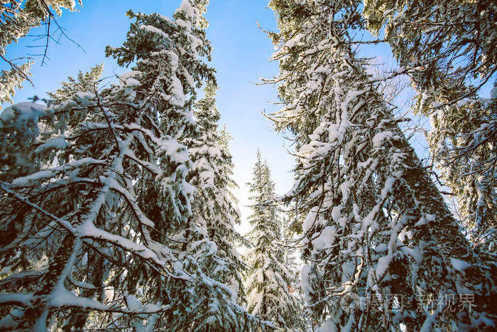 晴朗天气下的雪针叶林