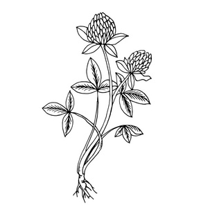 三叶草大纲图片-三叶草大纲素材-三叶草大纲插画-摄图新视界