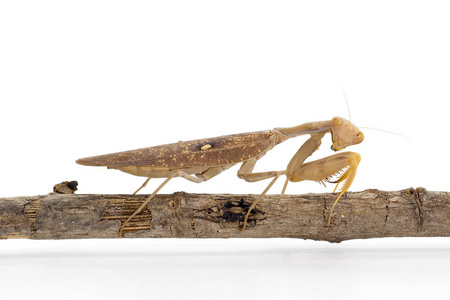 棕色螳螂在白色背景上的图像。昆虫