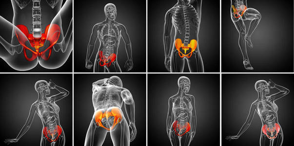3d 渲染医学插图的骨盆骨