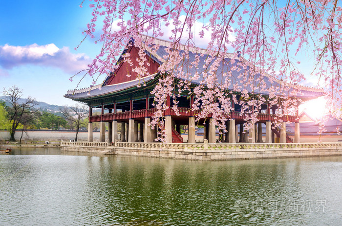 在首尔,韩国景福宫春天樱花