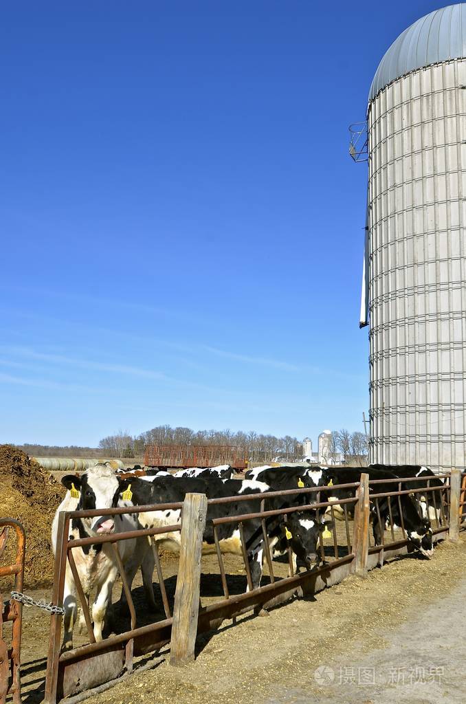 荷斯坦奶牛在饲养场