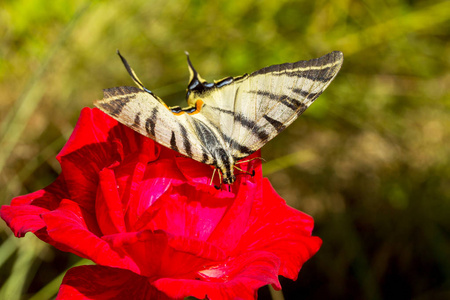 美丽的蝴蝶凤蝶 Machaon 在鲜红的花朵上。夏季自然背景。美丽的多栖息地。老世界凤蝶蝴蝶也被称为普通黄凤蝶