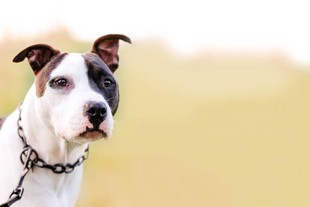 美国斯塔福德郡梗, amstaff, 斯塔福德, 复制空间