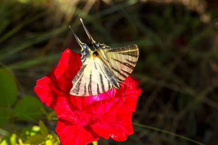 美丽的蝴蝶凤蝶 Machaon 在鲜红的花朵上。夏季自然背景。美丽的多栖息地。老世界凤蝶蝴蝶也被称为普通黄凤蝶