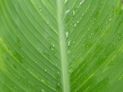 花园里的花草植物背景