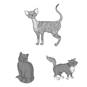 品种的猫在集设计集合的单色图标。宠物猫矢量符号股票网页插图