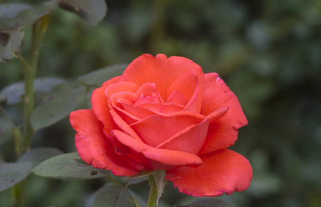 美丽芬芳的红玫瑰特写相似素材图片 摄图新视界