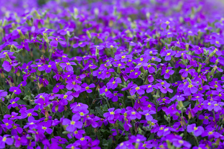 紫色的紫罗兰花