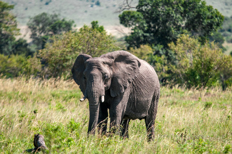 非洲大象, 非洲象属基利坎贝尔, 国家公园, 肯尼亚, 非洲, Proboscidea 秩序, Elephantidae 家庭