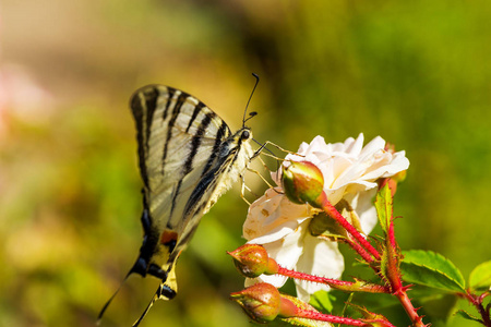 美丽的蝴蝶凤蝶 Machaon 在鲜红的花朵上。夏季自然背景。美丽的多栖息地。老世界凤蝶蝴蝶也被称为普通黄凤蝶
