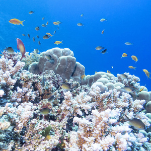 在热带海洋鱼 scalefin 小鱼群鱼群多彩珊瑚礁