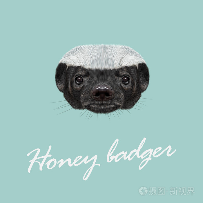 矢量插图肖像的蜜獾