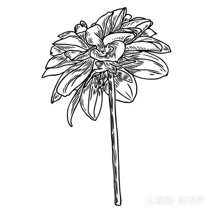 植物学插图.设计元素的黑白相间.