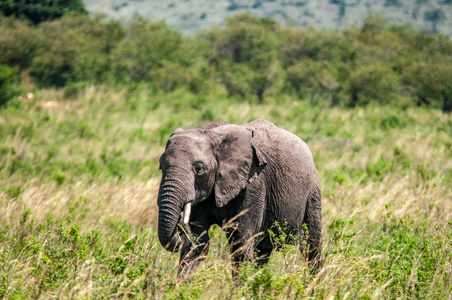 非洲大象, 非洲象属基利坎贝尔, 国家公园, 肯尼亚, 非洲, Proboscidea 秩序, Elephantidae 家庭