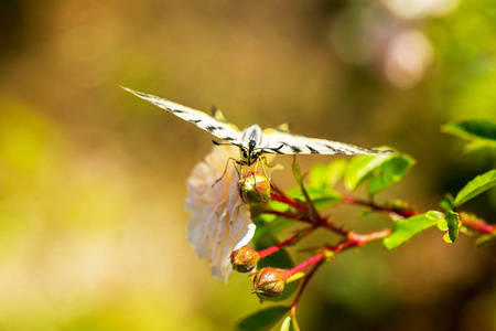 美丽的蝴蝶凤蝶 Machaon 在鲜红的花朵上。夏季自然背景。美丽的多栖息地。老世界凤蝶蝴蝶也被称为普通黄凤蝶