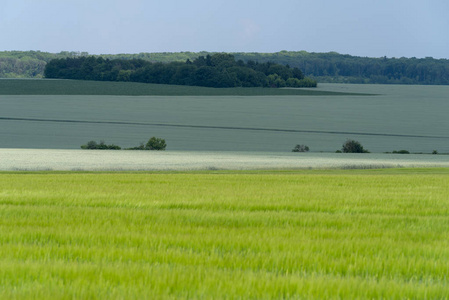 乌克兰波多利亚地区, 春季景观。绿色麦田与蓝天