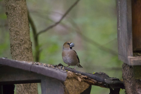 grosbeak 坐在老 birdfeeder 上。