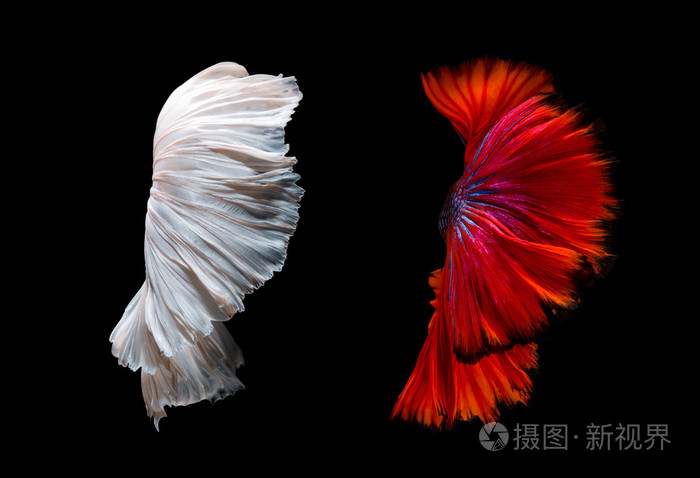 贝塔鱼或暹罗鱼尾移动的抽象美术