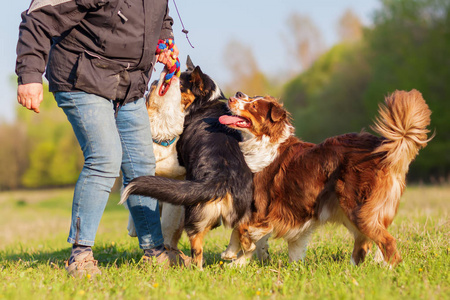 人玩四个澳大利亚牧羊犬户外图片