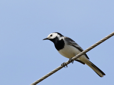 白鹡鸰丝，Motacilla 阿尔巴