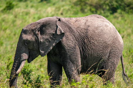 非洲大象, 非洲象属基利坎贝尔, 国家公园, 肯尼亚, 非洲, Proboscidea 秩序, Elephantidae 家庭