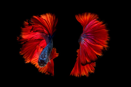 色彩缤纷的斗鱼,暹罗斗鱼在黑色背景上孤立的运动照片