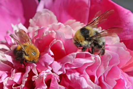 大蓬松大黄蜂牡丹宏收集花蜜图片