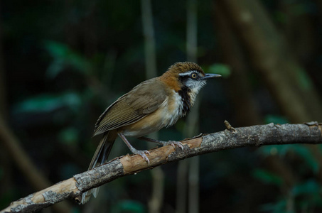 Necklaced Laughingthrush Garrulax monileger 在自然, 泰国