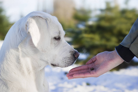 年轻可爱的白拉布拉多猎犬狗狗狗和女性人一起在户外训练