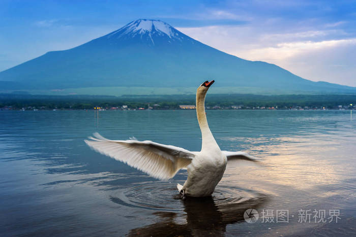 天鹅游泳在yamanaka湖日本