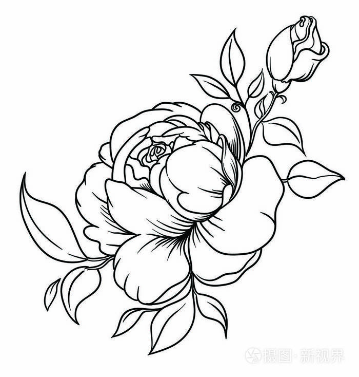 捧花的盛开的牡丹绘图墨水在一个线性的风格孤立在白色背景上的矢量图