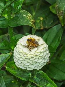 muskau 德国富尔斯特 pueckler 公园的一朵白花蜜蜂