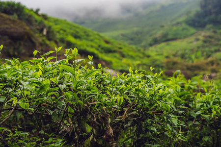 茶叶人工林的绿茶芽和鲜叶