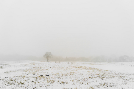 在雪上冬季景观树