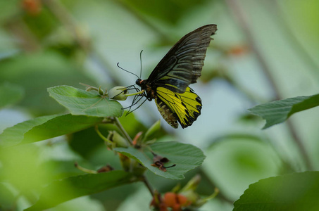 金色 Birdwing 蝴蝶栖息在森林的花朵上