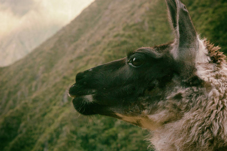 羊驼在安第斯山脉的思想。秘鲁。南美