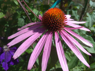 紫锥菊花微距照片