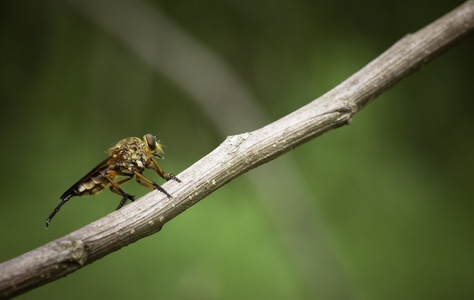 Robberfly 上挂着