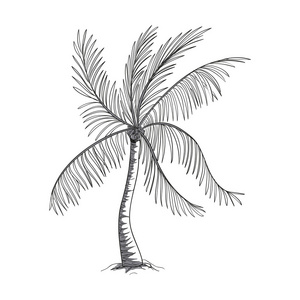 向量的手绘制的棕榈树